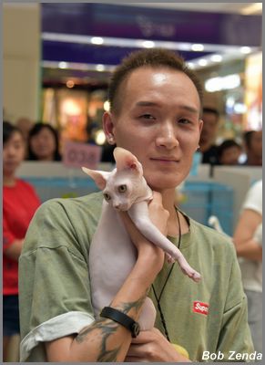 Gollum Cat Memeda